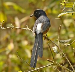 White-rumped Shama AMSM1564.jpg