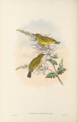 Zosterops rendovae - The Birds of New Guinea.jpg