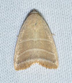 - 9169 – Bagisara rectifascia – Straight Lined Mallow Moth (48043958162).jpg