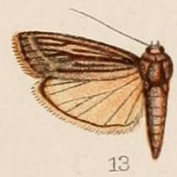 13-Euzopherodes albistrigella Hampson, 1908.JPG