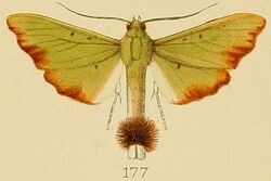 177-Parotis laceritalis (Kenrick, 1907).JPG