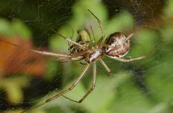 2012.10.20-17-Mannheim Vogelstang--Baldachinspinne-Linyphia Triangularis-Weibchen.jpg