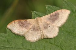 2019 05 25 Idaea degeneraria.jpg