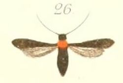 26-Tinthia ruficollaris (Pagenstecher 1900).JPG