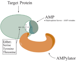 AMPylation After.png