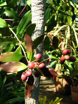 Acokanthera oblongifolia (fruits) 01.JPG