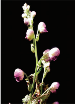 Aconitum heterophyllum.png