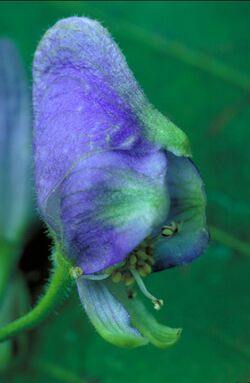 Aconitum uncinatum (southern blue monkshood) flower.jpg