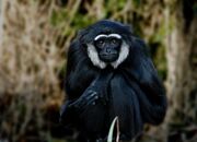 Black gibbon