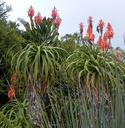 Aloe pluridens (3).jpg