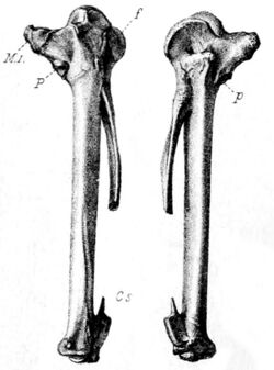 Alopochen mauritianus.jpg