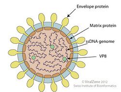 Alphapleolipovirus.jpg