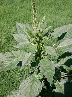 Amaranthus palmeri.jpg