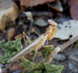 Ameles sp. ( spallanzania^ )Mantidae - Flickr - gailhampshire.jpg