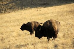 American bison on the National Bison Range, Montana.JPG