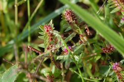 Ammannia baccifera - Blistering Ammannia (5038830491).jpg