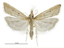 Antiscopa elaphra male.jpg