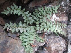A clump of pinnately-divided fern fronds, with lobed pinna margins and dark central axes, growing on a rock
