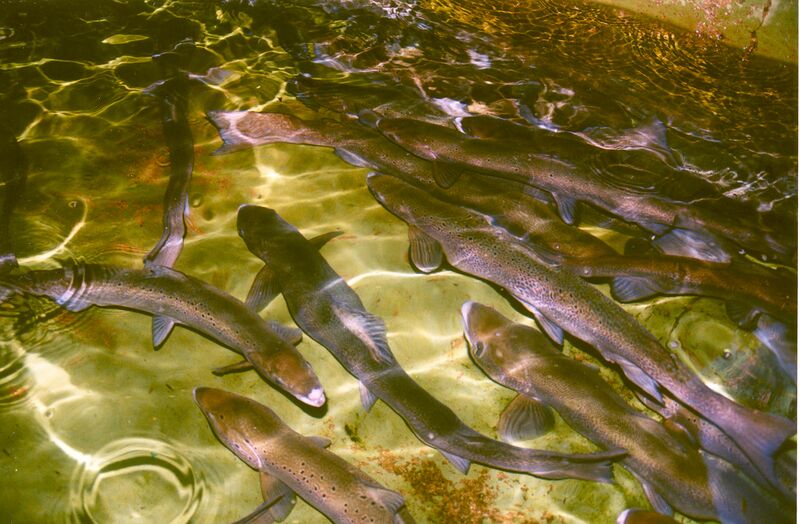File:Atlantic Salmon Adults (5198590842).jpg