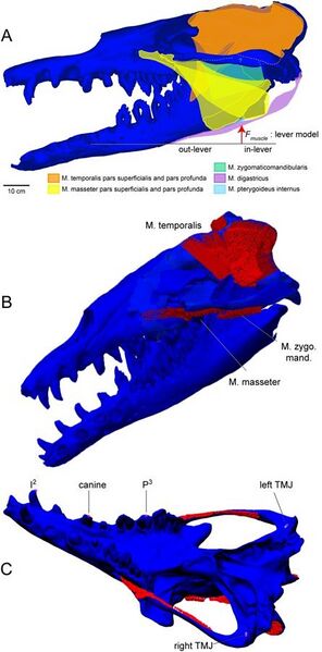 File:Basilosaurus isis muscles.jpg
