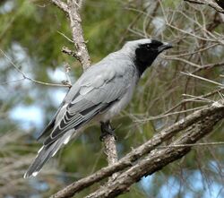 Black-faced Cuckoo-shrike westend apr05.jpg