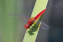 Broad scarlet (Crocothemis erythraea) male Cyprus.jpg