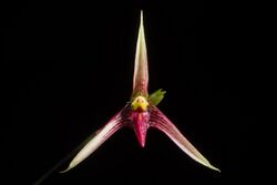 Bulbophyllum cleistogamum Ridl., J. Linn. Soc., Bot. 31 277 (1896) (43455498114).jpg