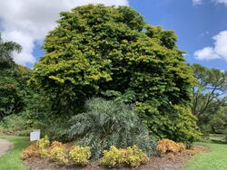 Bulnesia arborea in bloom in Mounts Botanical Garden 01.jpg