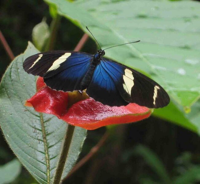File:Butterfly panama.jpg