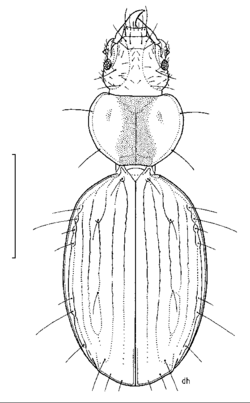 Partial illustration of the beetle