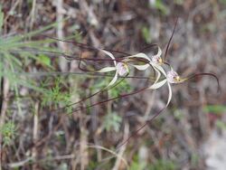 Caladenia pendens pendens.jpg