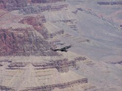 California condor over grand canyon.jpg