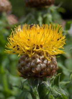 Centaurea macrocephala cropped-2832.jpg