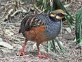 Chestnut-bellied Partridge RWD2.jpg