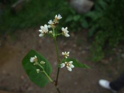 Chinese Knotweed.jpg