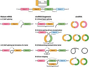 CircRNAs Biogenesis