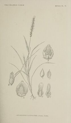 Contribution (I)-III to the coastal and plain flora of Yucatan (1895) (20496856278).jpg