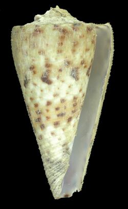 Conus moncuri (MNHN-IM-2013-50793).jpeg