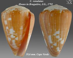 Conus venulatus 2.jpg