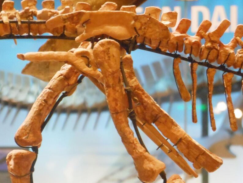 File:Convolosaurus pelvis.jpg