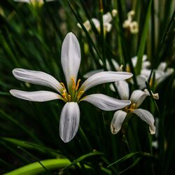 Cooperia pedunculata Oslo.jpg