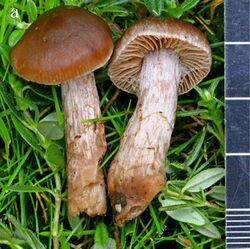 Cortinarius ainsworthii.jpg