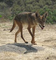 Coyote Beverley Hills CA.jpg