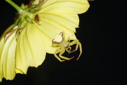 Crab Spider 6299.jpg