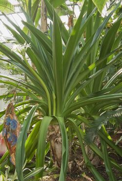 Crinum pedunculatum plant (BBG).jpg