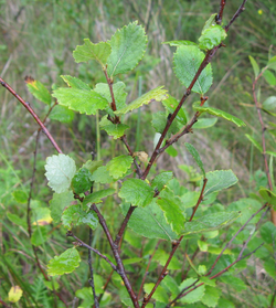 Cropped clear betula pumila.png