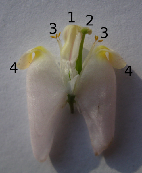 File:Dicentra cucullaria dissection.png