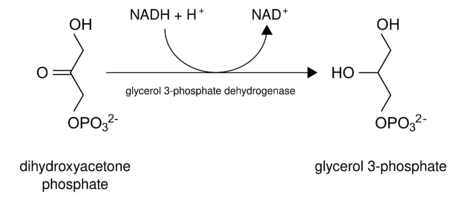 Dihydroxyacetone phosphate to glycerol 3-phosphate en.svg