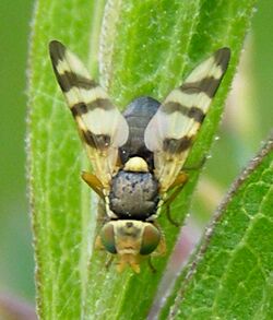 Diptera-Tephritidae-Urophora-jaceana-201206100191.JPG