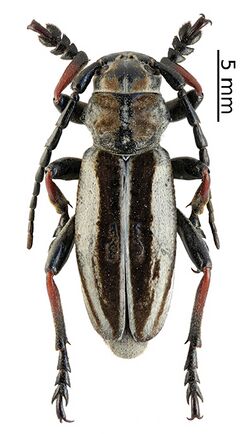 Dorcadion crassipes crassipes (male) (10.3897-zookeys.805.29660) Figure 6 (cropped).jpg